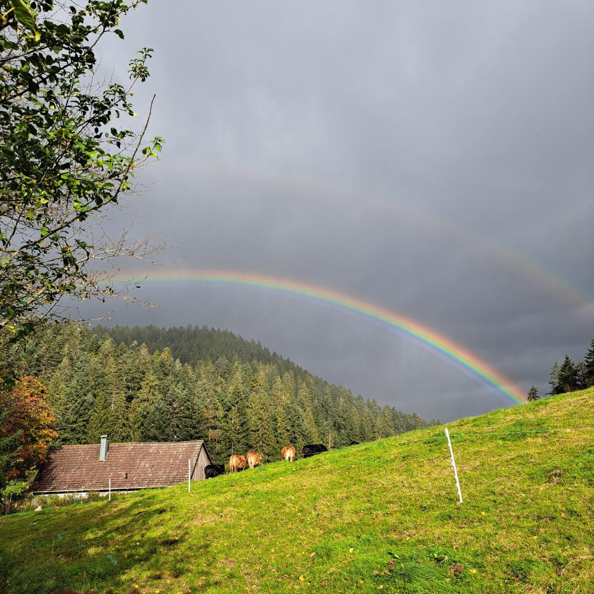 Ferienhaus Schwarzwald Seewald Erzgrube Badesee 100% Natur Extérieur photo