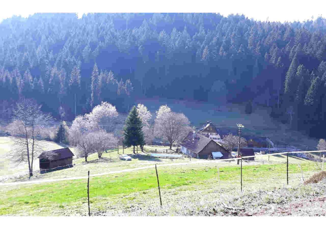 Ferienhaus Schwarzwald Seewald Erzgrube Badesee 100% Natur Extérieur photo